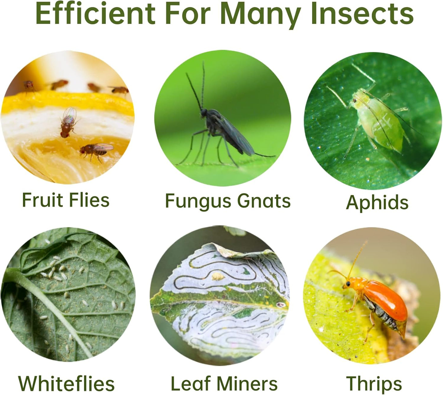 36 Pack Fruit Fly Traps for Indoors, Gnat Traps for House Indoor, Sticky Traps Fungus Gnats Killer for Mosquito and Flying Insects, Bug Pest Insect Catcher Killer for Houseplant