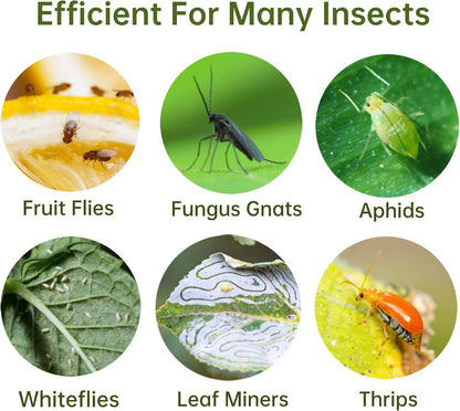 36 Pack Fruit Fly Traps for Indoors, Gnat Traps for House Indoor, Sticky Traps Fungus Gnats Killer for Mosquito and Flying Insects, Bug Pest Insect Catcher Killer for Houseplant