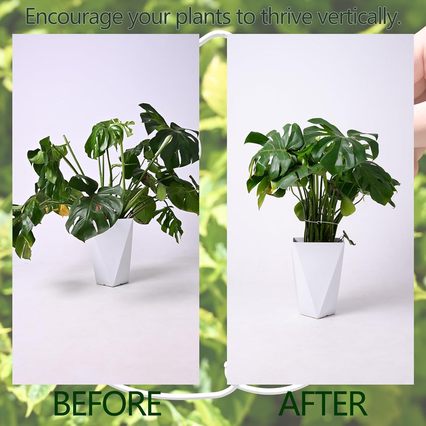 Yohsnor Monstera Plant Stem Support System - 5 Piece Set (5.5x4.7in) | Durable Plant Support Stakes for Climbing Plants & Fishbone Cactus | Ideal Leaf Stabilizer for Indoor Plants & Monstera Care