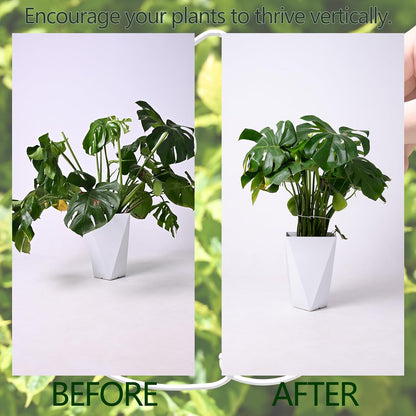 Yohsnor Monstera Plant Stem Support System - 5 Piece Set (5.5x4.7in) | Durable Plant Support Stakes for Climbing Plants & Fishbone Cactus | Ideal Leaf Stabilizer for Indoor Plants & Monstera Care