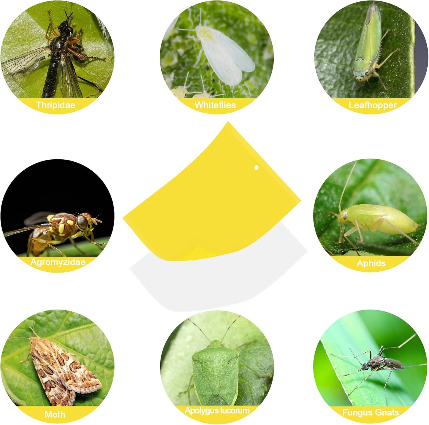40 Pack Fungus Gnat Traps for House Indoor Yellow Sticky Traps for Gnats Sticky Traps for Plants, Dual-Sided Fungus Gnat Sticky Traps Fruit Fly Traps for Indoors