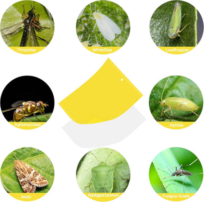 40 Pack Fungus Gnat Traps for House Indoor Yellow Sticky Traps for Gnats Sticky Traps for Plants, Dual-Sided Fungus Gnat Sticky Traps Fruit Fly Traps for Indoors