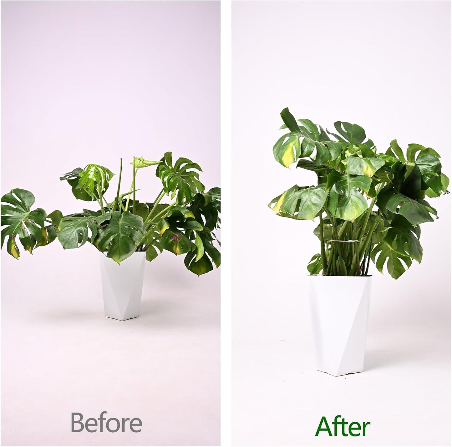 Yohsnor Monstera Plant Stem Support System - 5 Piece Set (5.5x4.7in) | Durable Plant Support Stakes for Climbing Plants & Fishbone Cactus | Ideal Leaf Stabilizer for Indoor Plants & Monstera Care