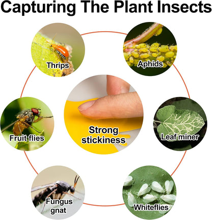 12 Pack Sticky Fly Traps, Fly Traps Outdoor/Indoor, Fly Stick, Fruit Fly Trap, Flying Insect Catcher Gnat Trap Killer for Flying Plant Insect Such as Mosquitos, Aphids, Leafminers, Fungus Gnats
