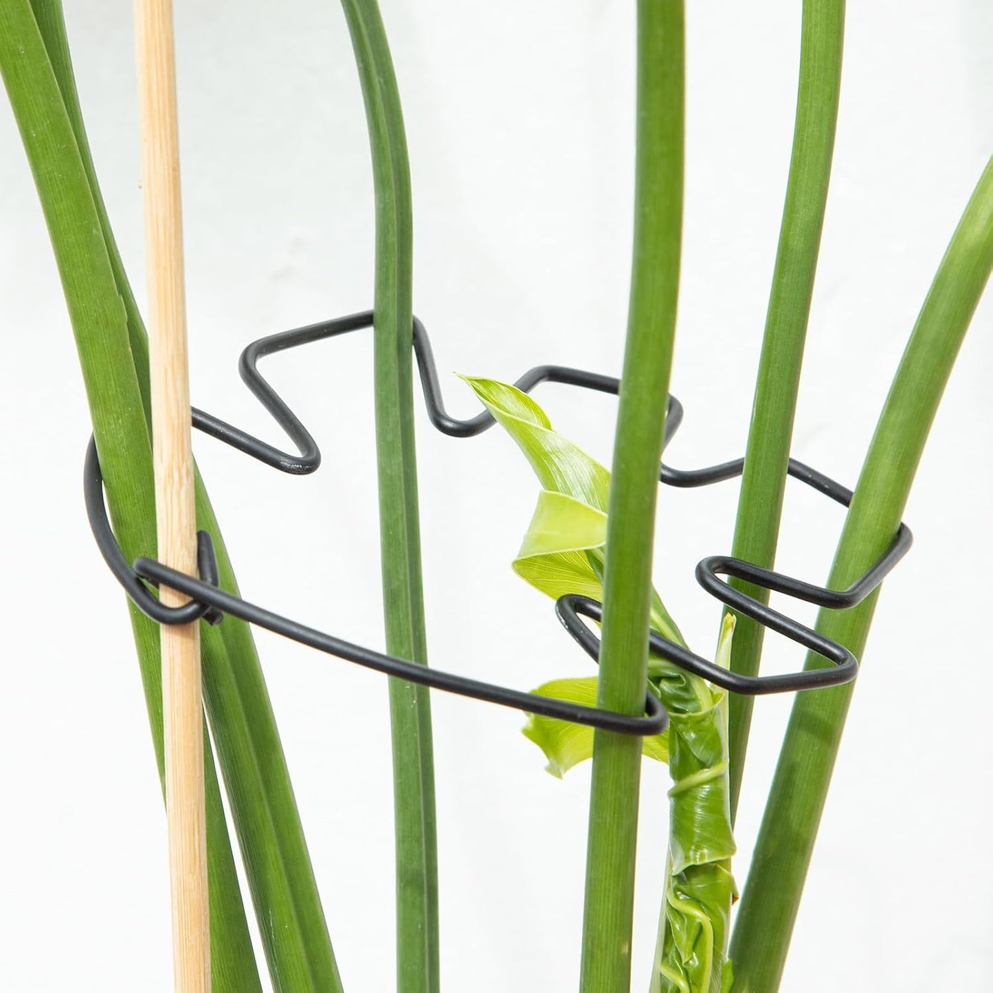 Yohsnor Monstera Plant Stem Support System - 5 Piece Set (5.5x4.7in) | Durable Plant Support Stakes for Climbing Plants & Fishbone Cactus | Ideal Leaf Stabilizer for Indoor Plants & Monstera Care