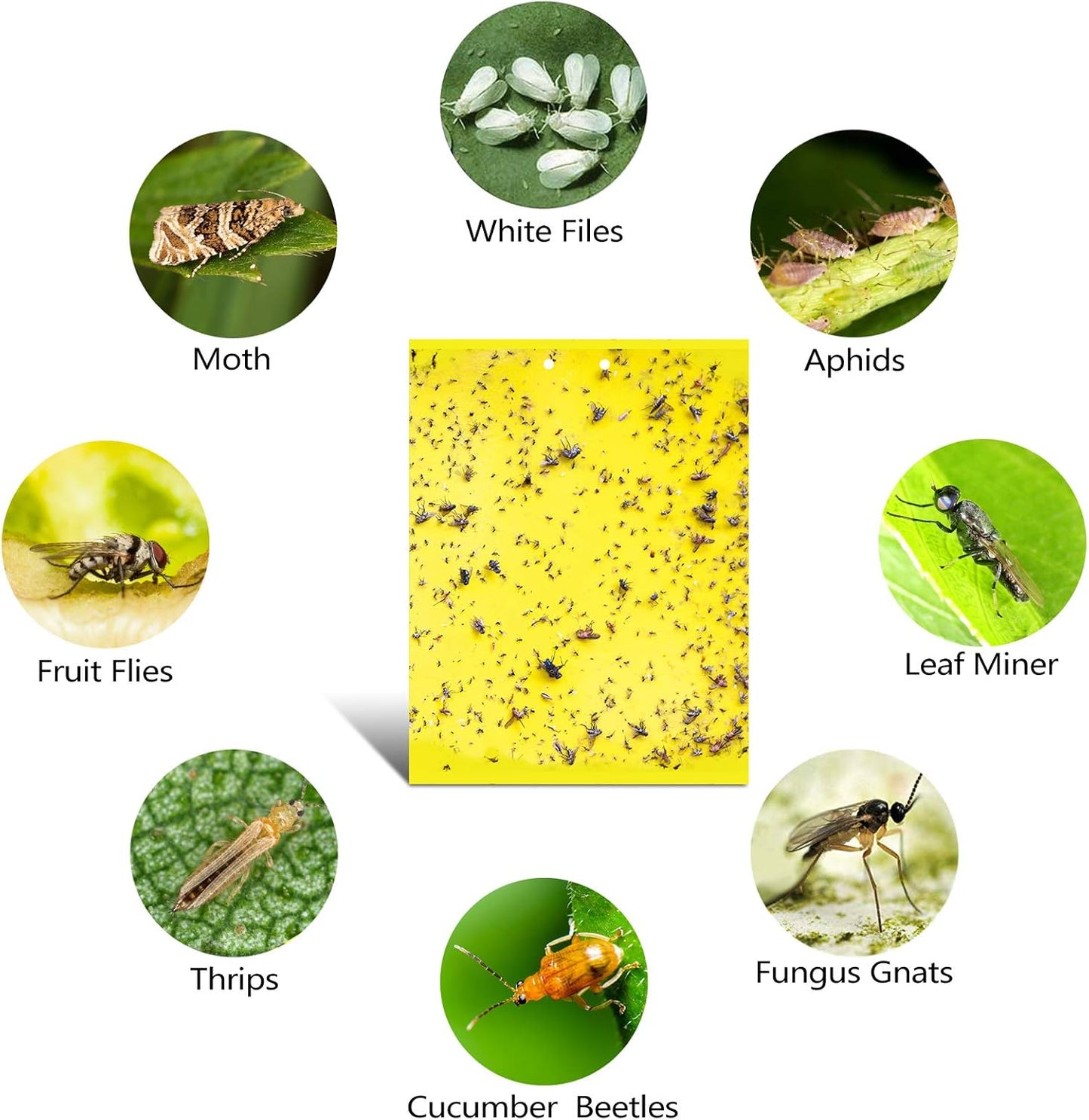 Garutom 20-Pack Dual-Sided Yellow Sticky Traps for Flying Plant Insect Such as Fungus Gnats, Whiteflies, Aphids, Leafminers, etc (6x8 Inches, Included 20pcs Twist Ties)