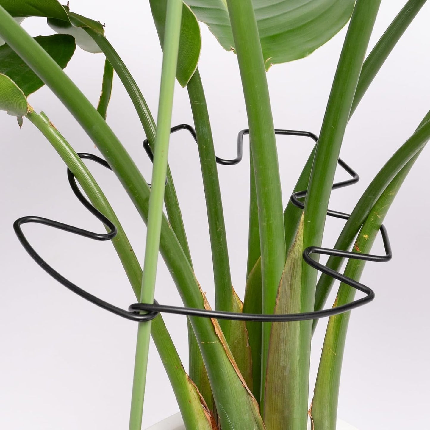 Yohsnor Monstera Plant Stem Support System - 5 Piece Set (5.5x4.7in) | Durable Plant Support Stakes for Climbing Plants & Fishbone Cactus | Ideal Leaf Stabilizer for Indoor Plants & Monstera Care