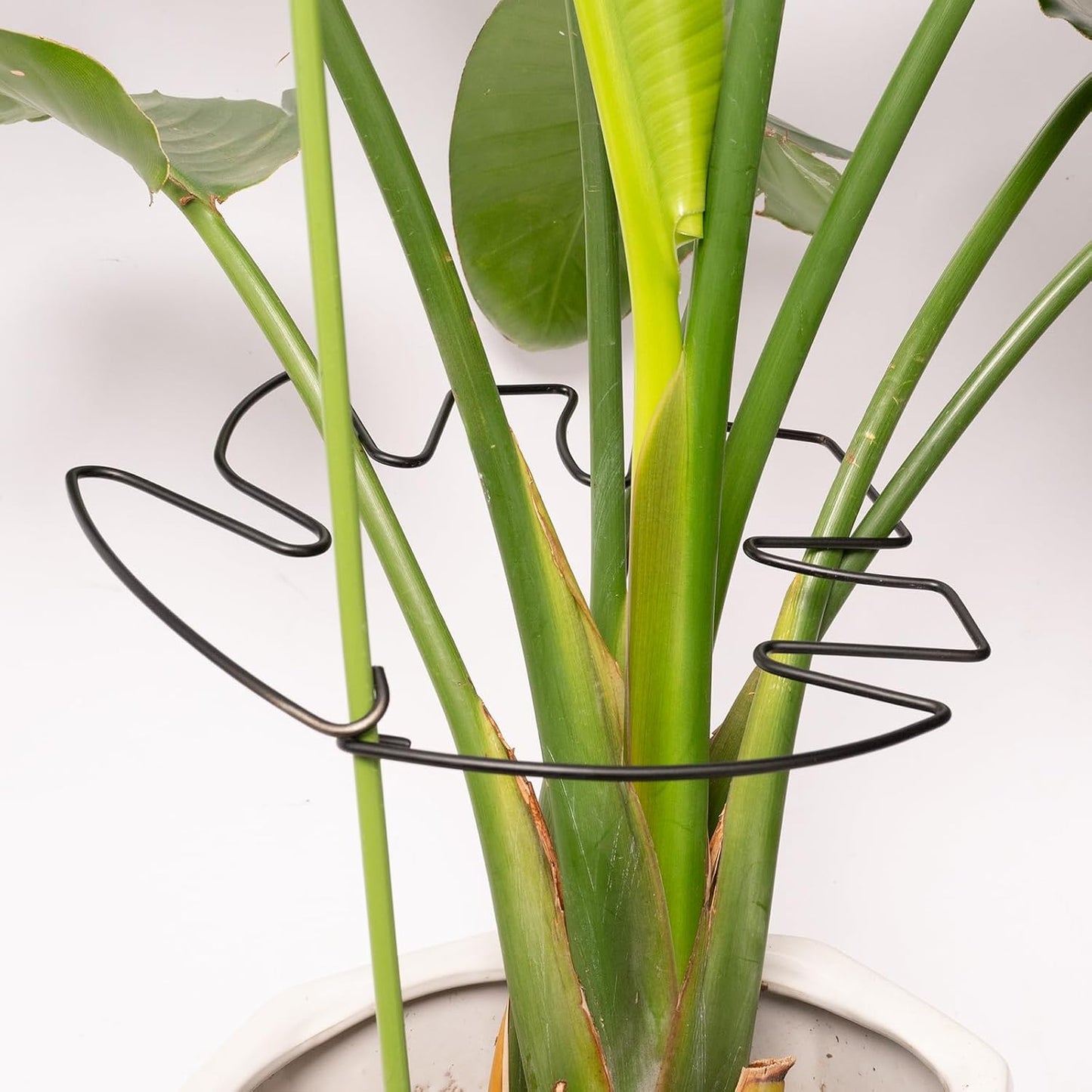 Yohsnor Monstera Plant Stem Support System - 5 Piece Set (5.5x4.7in) | Durable Plant Support Stakes for Climbing Plants & Fishbone Cactus | Ideal Leaf Stabilizer for Indoor Plants & Monstera Care