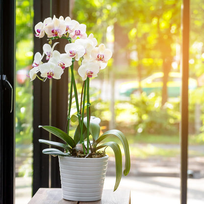 20Pcs Plant Stakes,Plant Sticks,Garden Green Bendable Single Stem Plant Support Stakes for Indoor and Outdoor Plants,Potted Plants,Flowers Orchid Peony Rose-18 Inches