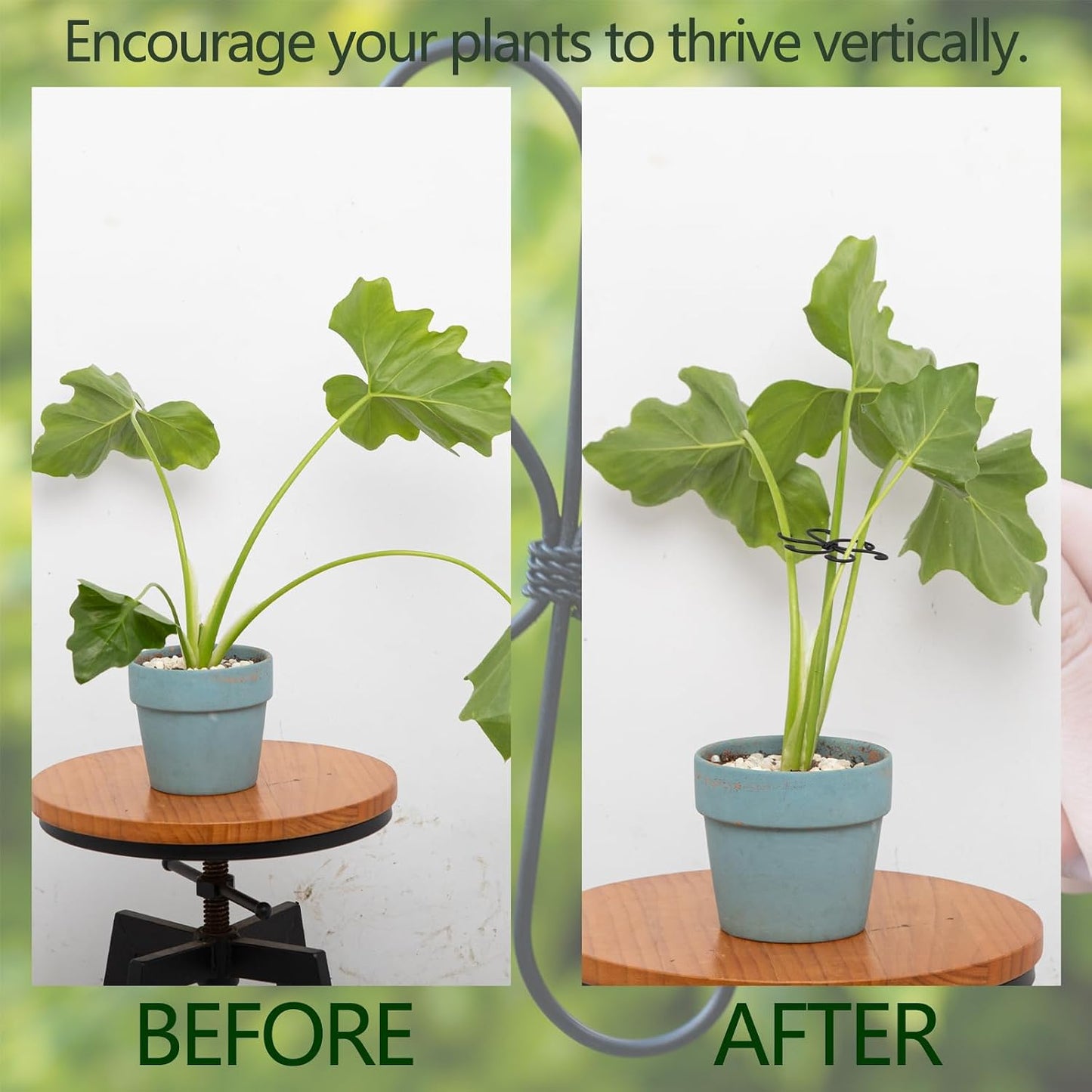 Yohsnor Monstera Plant Stem Support System - 5 Piece Set (5.5x4.7in) | Durable Plant Support Stakes for Climbing Plants & Fishbone Cactus | Ideal Leaf Stabilizer for Indoor Plants & Monstera Care