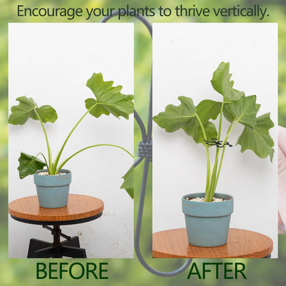 Yohsnor Monstera Plant Stem Support System - 5 Piece Set (5.5x4.7in) | Durable Plant Support Stakes for Climbing Plants & Fishbone Cactus | Ideal Leaf Stabilizer for Indoor Plants & Monstera Care