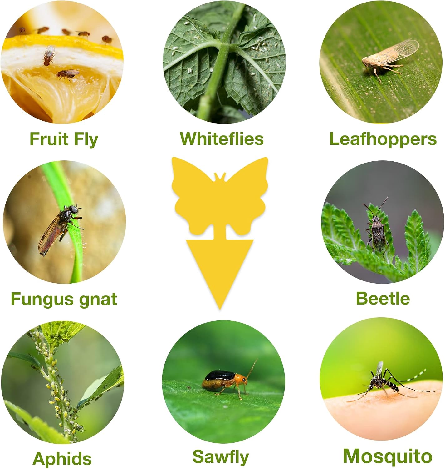 40 Pack Fungus Gnat Traps for House Indoor Yellow Sticky Traps for Gnats Sticky Traps for Plants, Dual-Sided Fungus Gnat Sticky Traps Fruit Fly Traps for Indoors