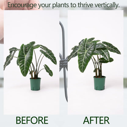 Yohsnor Monstera Plant Stem Support System - 5 Piece Set (5.5x4.7in) | Durable Plant Support Stakes for Climbing Plants & Fishbone Cactus | Ideal Leaf Stabilizer for Indoor Plants & Monstera Care