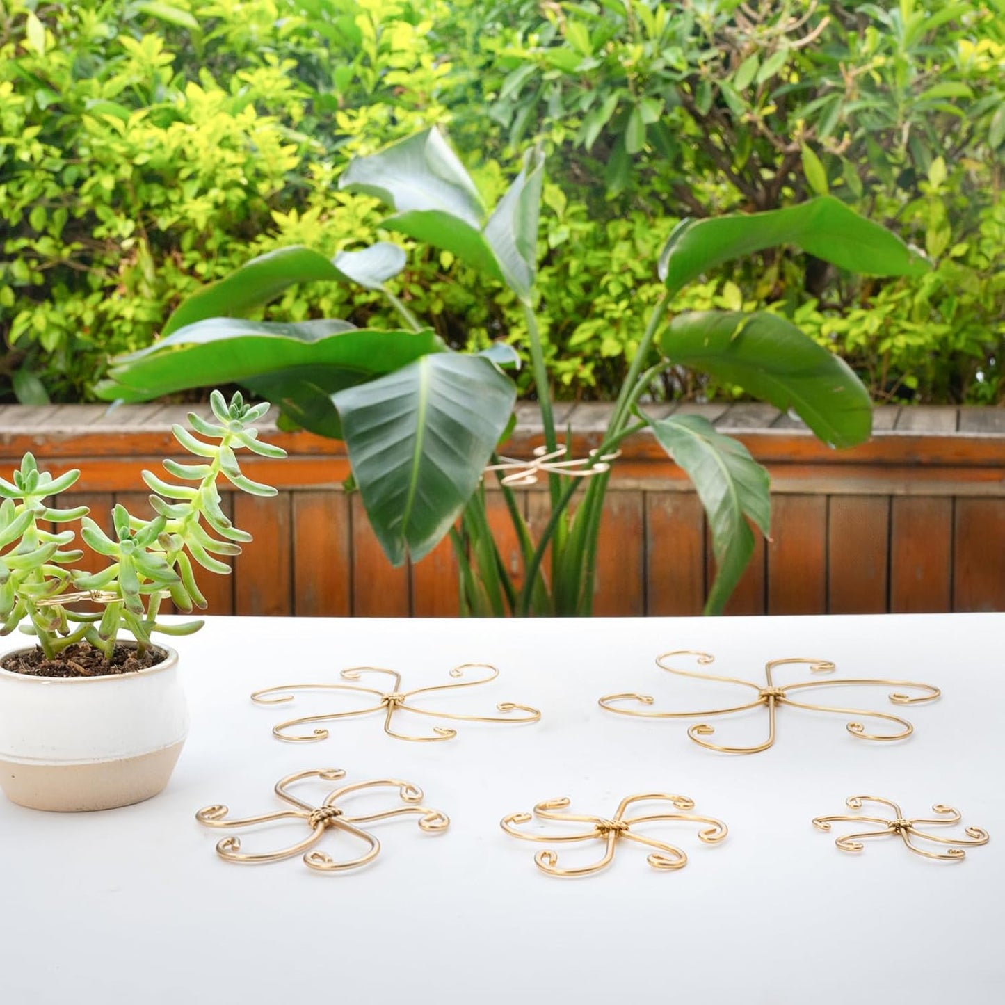 Yohsnor Monstera Plant Stem Support System - 5 Piece Set (5.5x4.7in) | Durable Plant Support Stakes for Climbing Plants & Fishbone Cactus | Ideal Leaf Stabilizer for Indoor Plants & Monstera Care