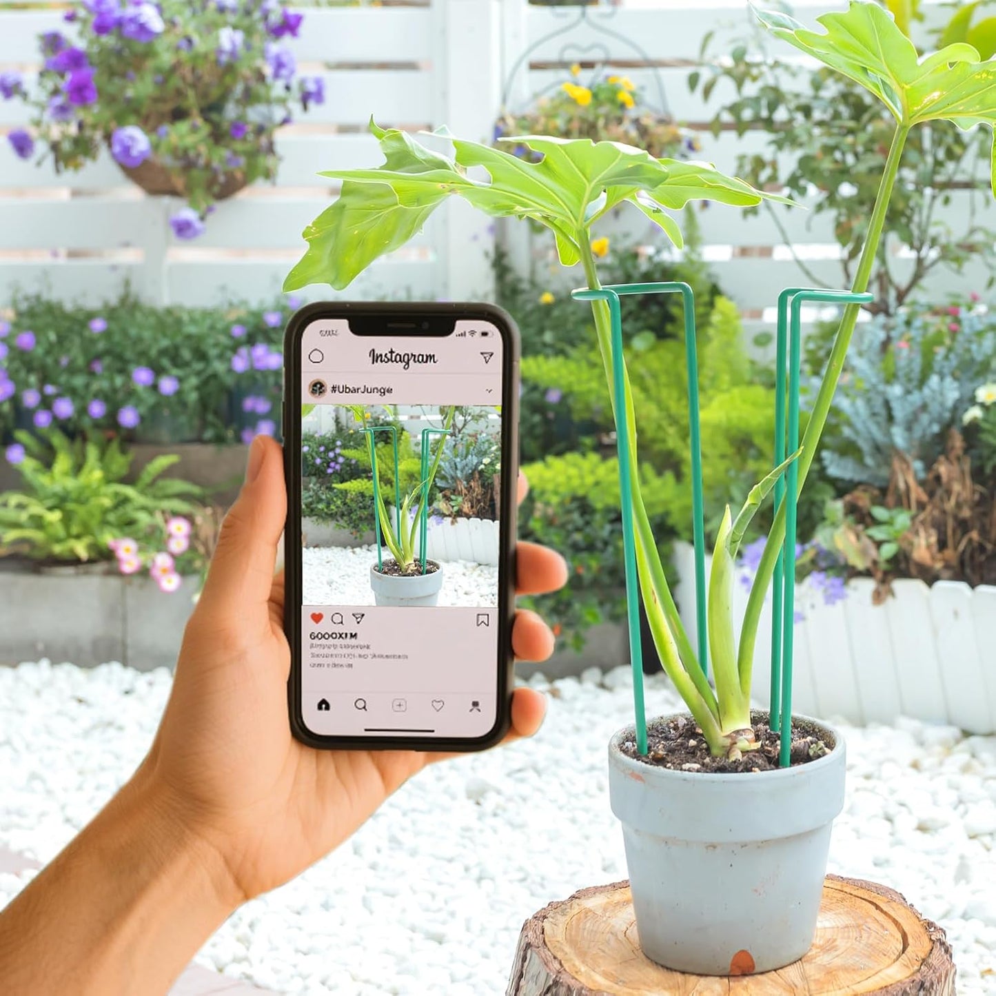 10 Pack Indoor Plant Support for Monstera Trellis Stakes and Stem Holder - Perfect for Small Indoor Plants, Desktop Gardens & Flower Shelf Use, Easy to Set Up and Efficient Support