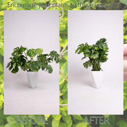 Yohsnor Monstera Plant Stem Support System - 5 Piece Set (5.5x4.7in) | Durable Plant Support Stakes for Climbing Plants & Fishbone Cactus | Ideal Leaf Stabilizer for Indoor Plants & Monstera Care