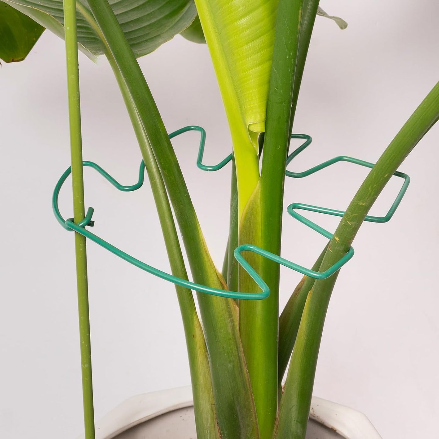 Yohsnor Monstera Plant Stem Support System - 5 Piece Set (5.5x4.7in) | Durable Plant Support Stakes for Climbing Plants & Fishbone Cactus | Ideal Leaf Stabilizer for Indoor Plants & Monstera Care