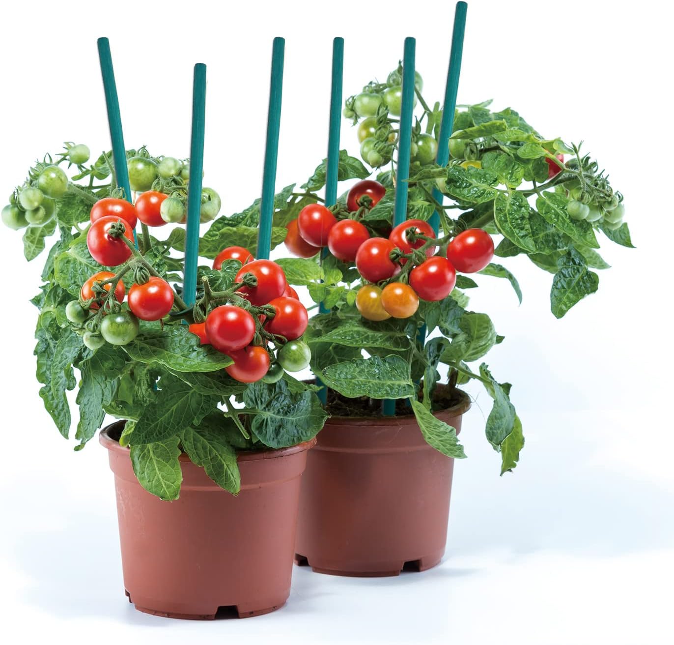 50 Pcs Plant Sticks Green Plant Stakes, Plant Support Garden Stakes for Indoor and Outdoor Plants, GAGINANG Sturdy Garden Wood Bamboo Sticks, Floral Plant Stakes for Garden Potted Plants（18 Inches）