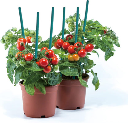 50 Pcs Plant Sticks Green Plant Stakes, Plant Support Garden Stakes for Indoor and Outdoor Plants, GAGINANG Sturdy Garden Wood Bamboo Sticks, Floral Plant Stakes for Garden Potted Plants（18 Inches）