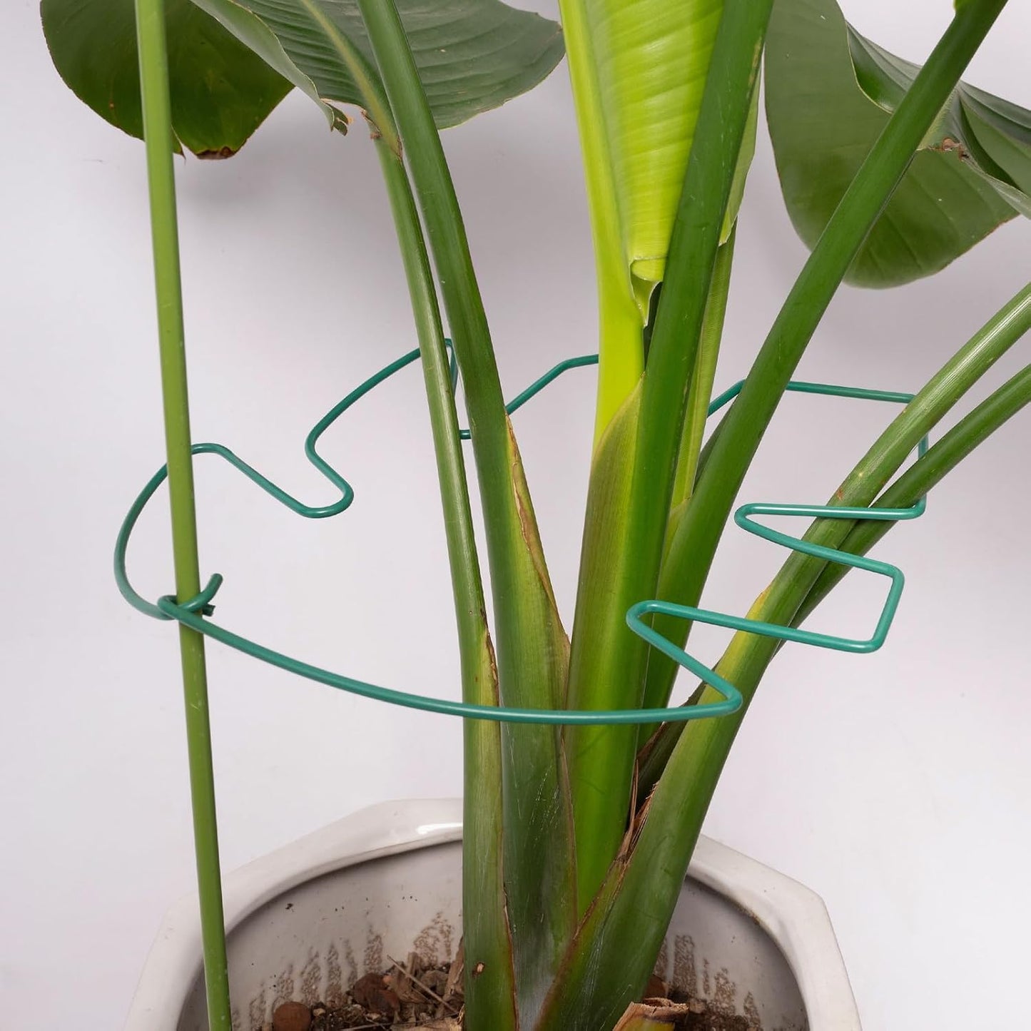 Yohsnor Monstera Plant Stem Support System - 5 Piece Set (5.5x4.7in) | Durable Plant Support Stakes for Climbing Plants & Fishbone Cactus | Ideal Leaf Stabilizer for Indoor Plants & Monstera Care