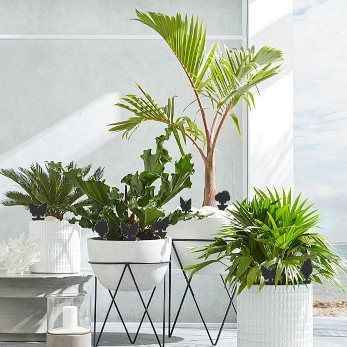 36 Pcs Sticky Traps for Fungus Gnat, Fruit Fly, Whitefly, Yellow | Indoor/Outdoor Use, For Plants & Kitchen, High-End Glue, Insect Catcher