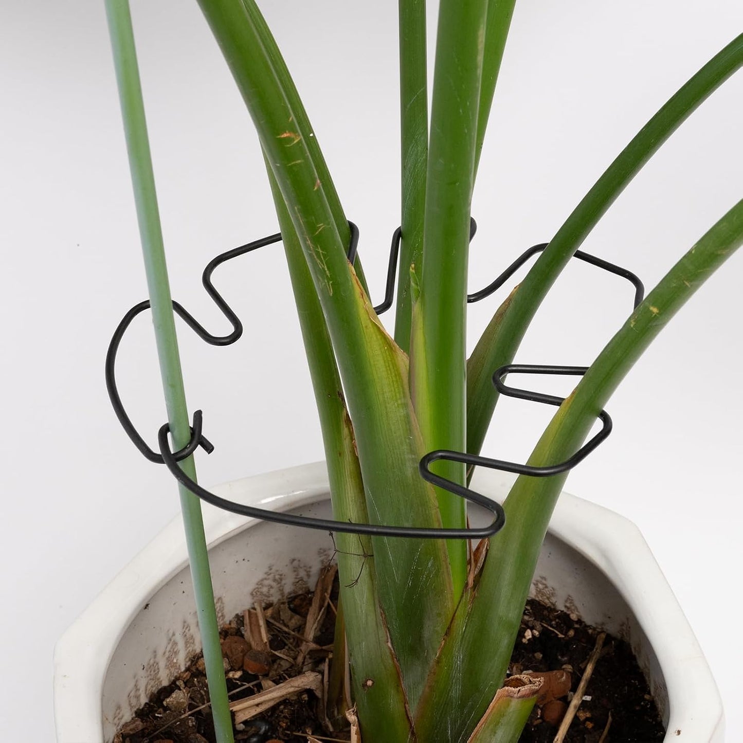 Yohsnor Monstera Plant Stem Support System - 5 Piece Set (5.5x4.7in) | Durable Plant Support Stakes for Climbing Plants & Fishbone Cactus | Ideal Leaf Stabilizer for Indoor Plants & Monstera Care