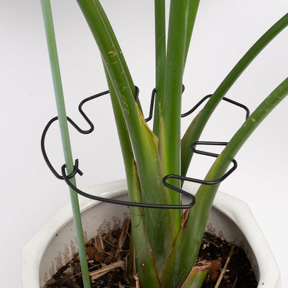 Yohsnor Monstera Plant Stem Support System - 5 Piece Set (5.5x4.7in) | Durable Plant Support Stakes for Climbing Plants & Fishbone Cactus | Ideal Leaf Stabilizer for Indoor Plants & Monstera Care