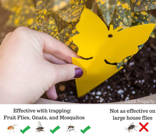 Trappify Gnat Traps for House Indoor and Outdoor | Fruit Fly Trap 50 Pack | Yellow color draws gnats to double-sided adhesive, traps on contact, stake or hang with hook wire, no scent just adhesive