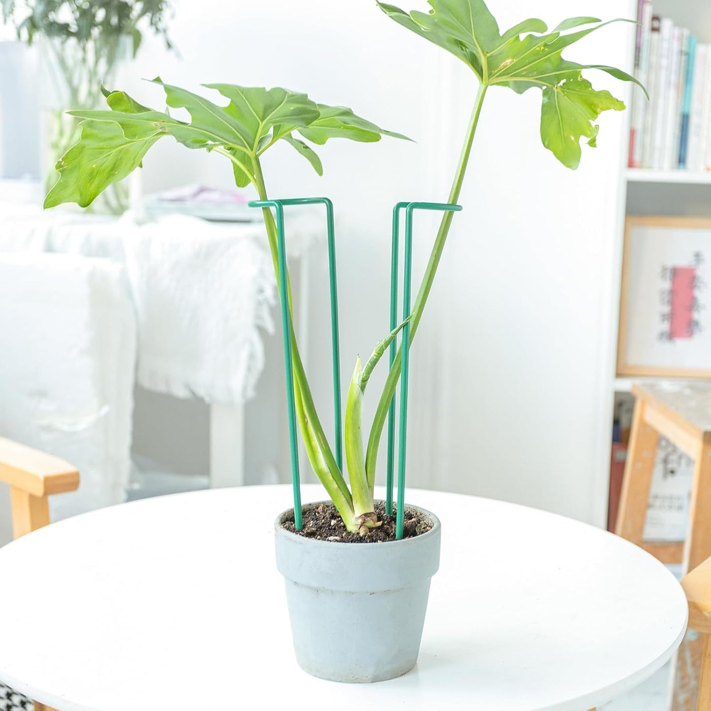 10 Pack Indoor Plant Support for Monstera Trellis Stakes and Stem Holder - Perfect for Small Indoor Plants, Desktop Gardens & Flower Shelf Use, Easy to Set Up and Efficient Support