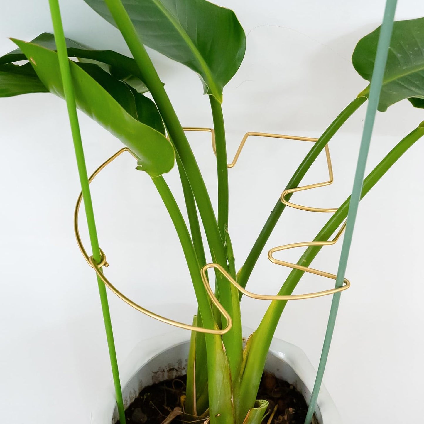 5PCS Monstera Plant Stem Support Stakes - 5.5 * 5.5IN Metal Supports for Monstera and Fishbone Cactus, Sturdy Frame, Easy Installation, Flexible Protection for Healthy Growth Indoors