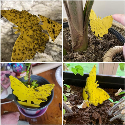 Yellow Sticky Fruit Fly Trap 54 Pack, Gnat Traps for Indoor House Plants | Catches Fungus Gnats, Fruit Fly, Whitefly, Aphid, Leaf Miner, No Harm & Odorless, Safe For Indoor Garden & Outdoor Plant Use