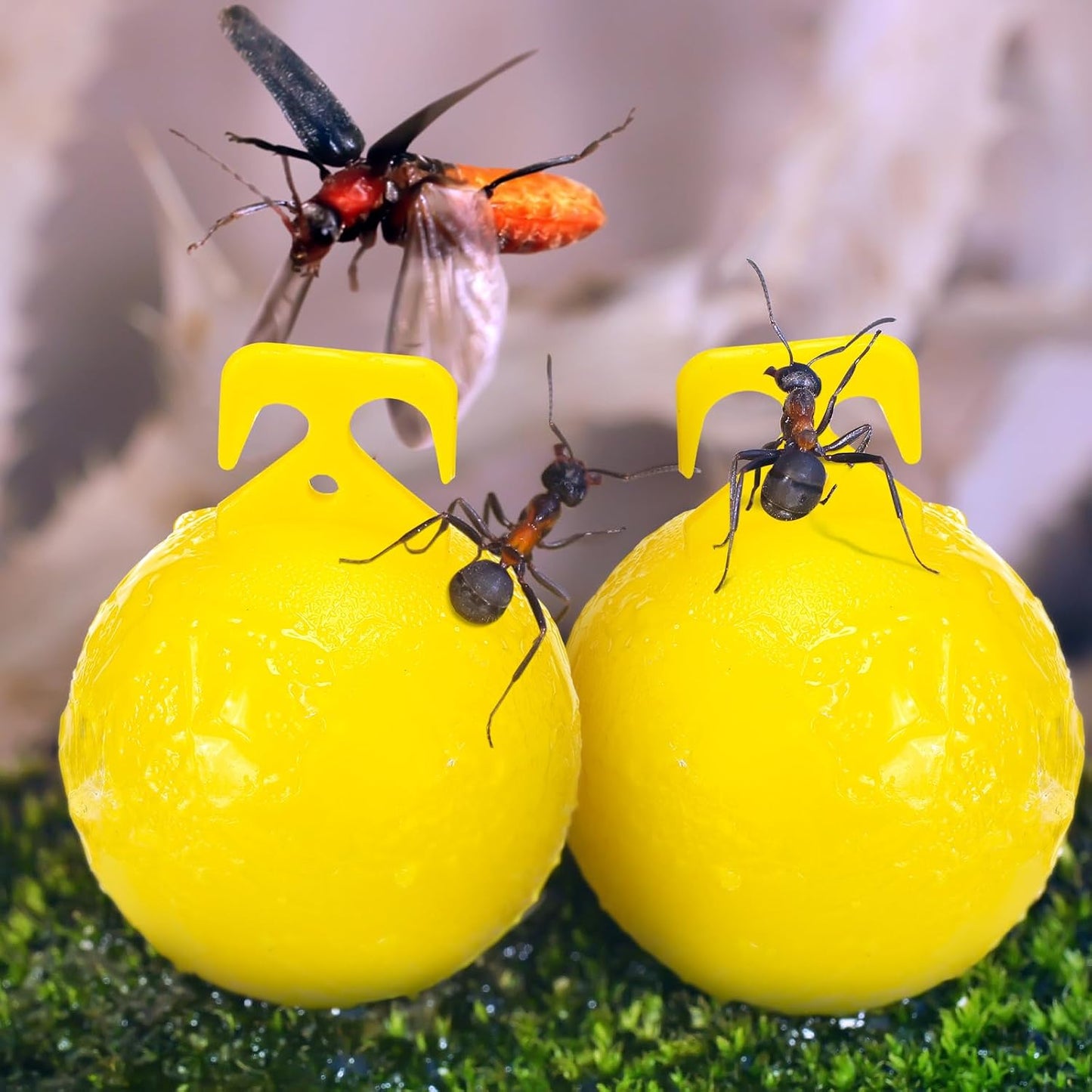 Qualirey 10 Pcs Sticky Fruit Fly Trap Ball Adhesive Fly Catching Ball Sticky Glue Fly Gnat Wasp Hornet Mosquito Bugs Flying Insects Trap Ball Traps (Yellow)
