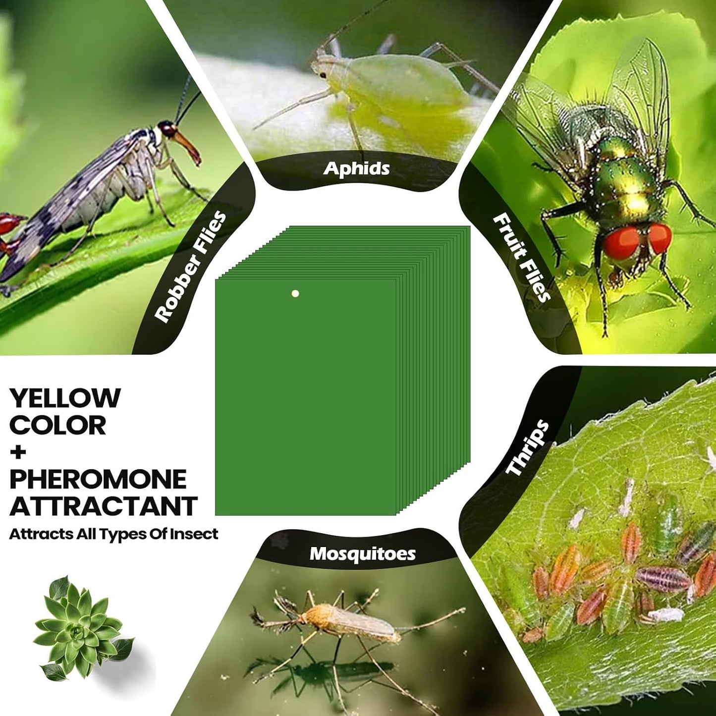 Qualirey 150 Pcs 6x8 Inch Yellow Sticky Traps for Gnats, Dual-Sided Sticky Gnat Traps for Indoor Outdoor Plants, Pest Control for Fungus Gnats, Fruit Flies, Whiteflies – Bulk Pack with Twist Ties