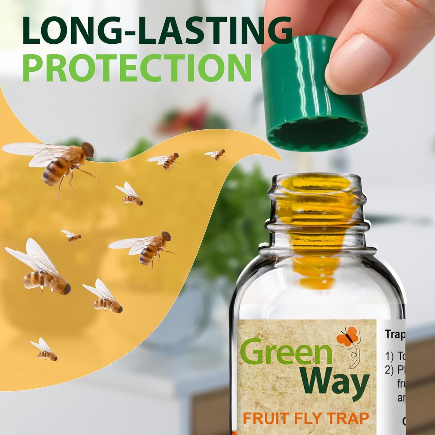 Greenway Traps Fruit Fly Trap, Indoor and Kitchen, Reduces Fruit Fly Infestations, Non-Toxic, Long-Lasting, 1 Pack (Includes 2 Traps)