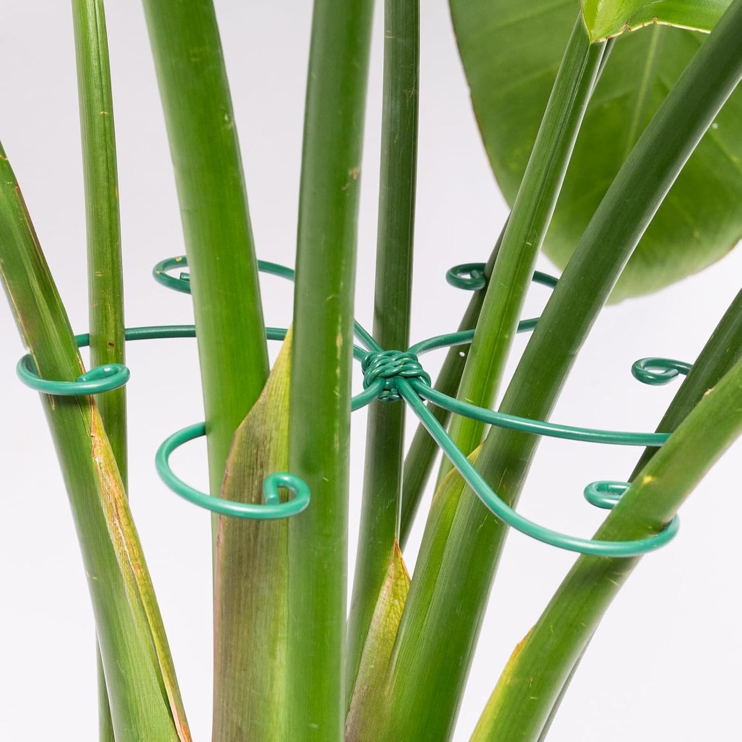 Yohsnor Monstera Plant Stem Support System - 5 Piece Set (5.5x4.7in) | Durable Plant Support Stakes for Climbing Plants & Fishbone Cactus | Ideal Leaf Stabilizer for Indoor Plants & Monstera Care