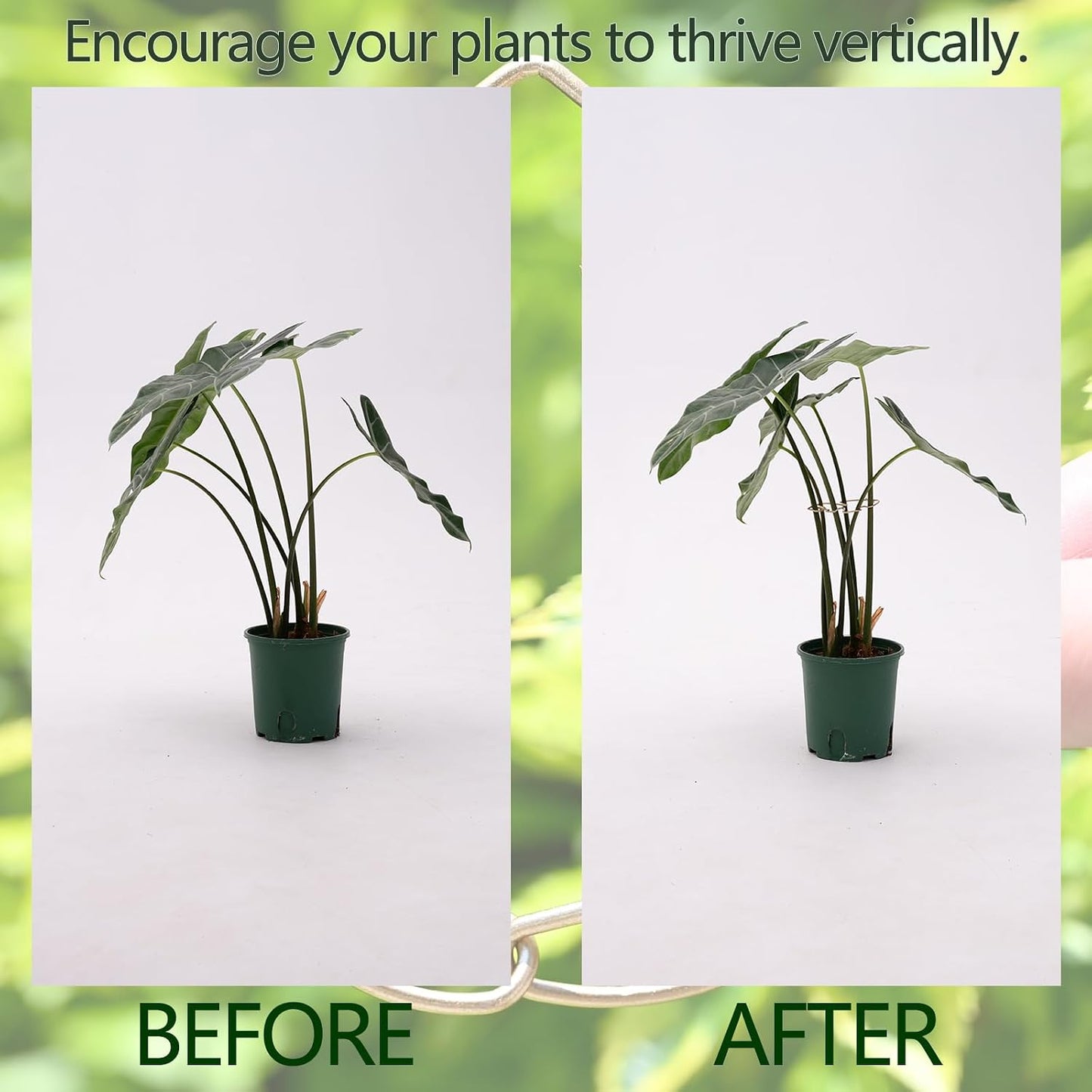 5PCS Monstera Plant Stem Support Stakes - 5.5 * 5.5IN Metal Supports for Monstera and Fishbone Cactus, Sturdy Frame, Easy Installation, Flexible Protection for Healthy Growth Indoors