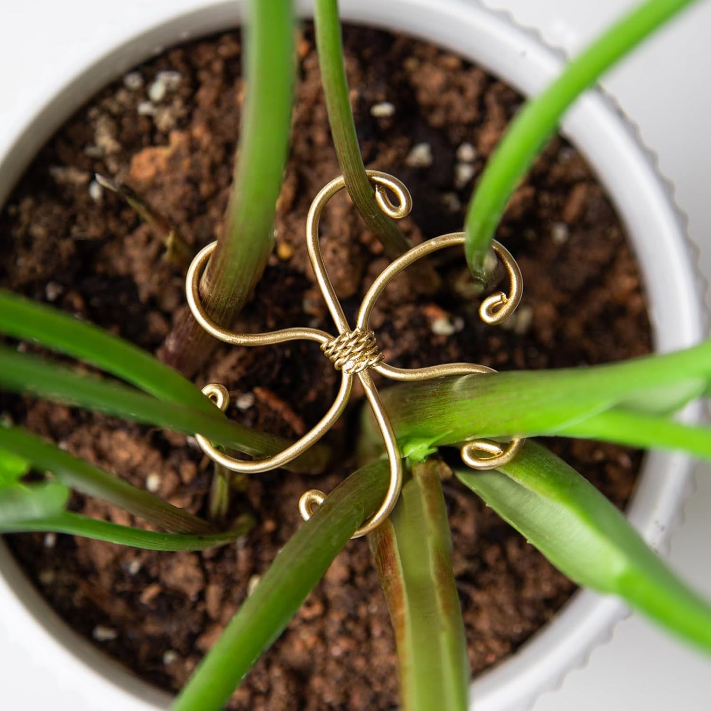 Yohsnor Monstera Plant Stem Support System - 5 Piece Set (5.5x4.7in) | Durable Plant Support Stakes for Climbing Plants & Fishbone Cactus | Ideal Leaf Stabilizer for Indoor Plants & Monstera Care