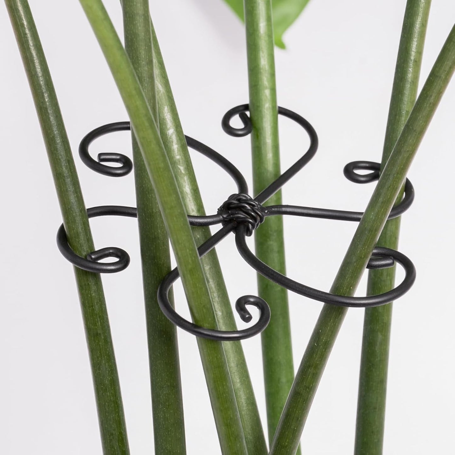 Yohsnor Monstera Plant Stem Support System - 5 Piece Set (5.5x4.7in) | Durable Plant Support Stakes for Climbing Plants & Fishbone Cactus | Ideal Leaf Stabilizer for Indoor Plants & Monstera Care