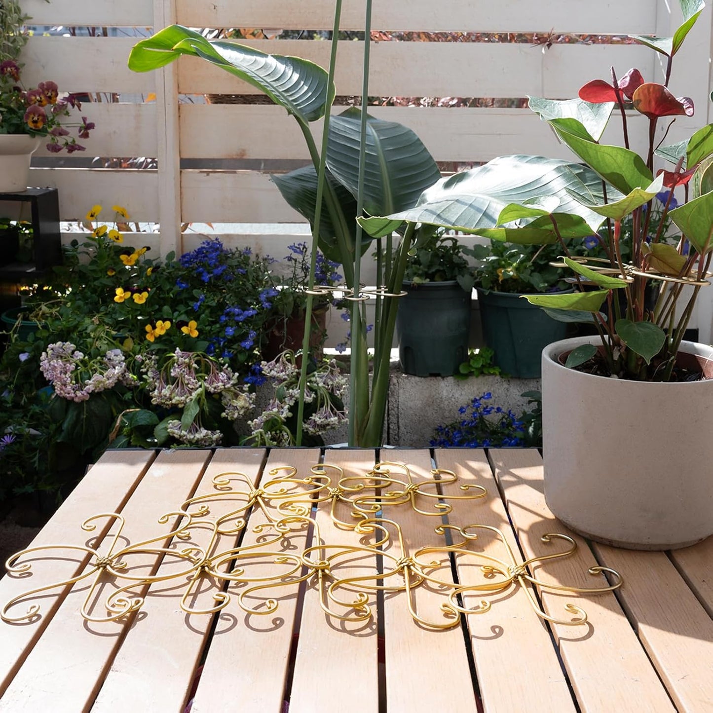 Yohsnor Monstera Plant Stem Support System - 5 Piece Set (5.5x4.7in) | Durable Plant Support Stakes for Climbing Plants & Fishbone Cactus | Ideal Leaf Stabilizer for Indoor Plants & Monstera Care
