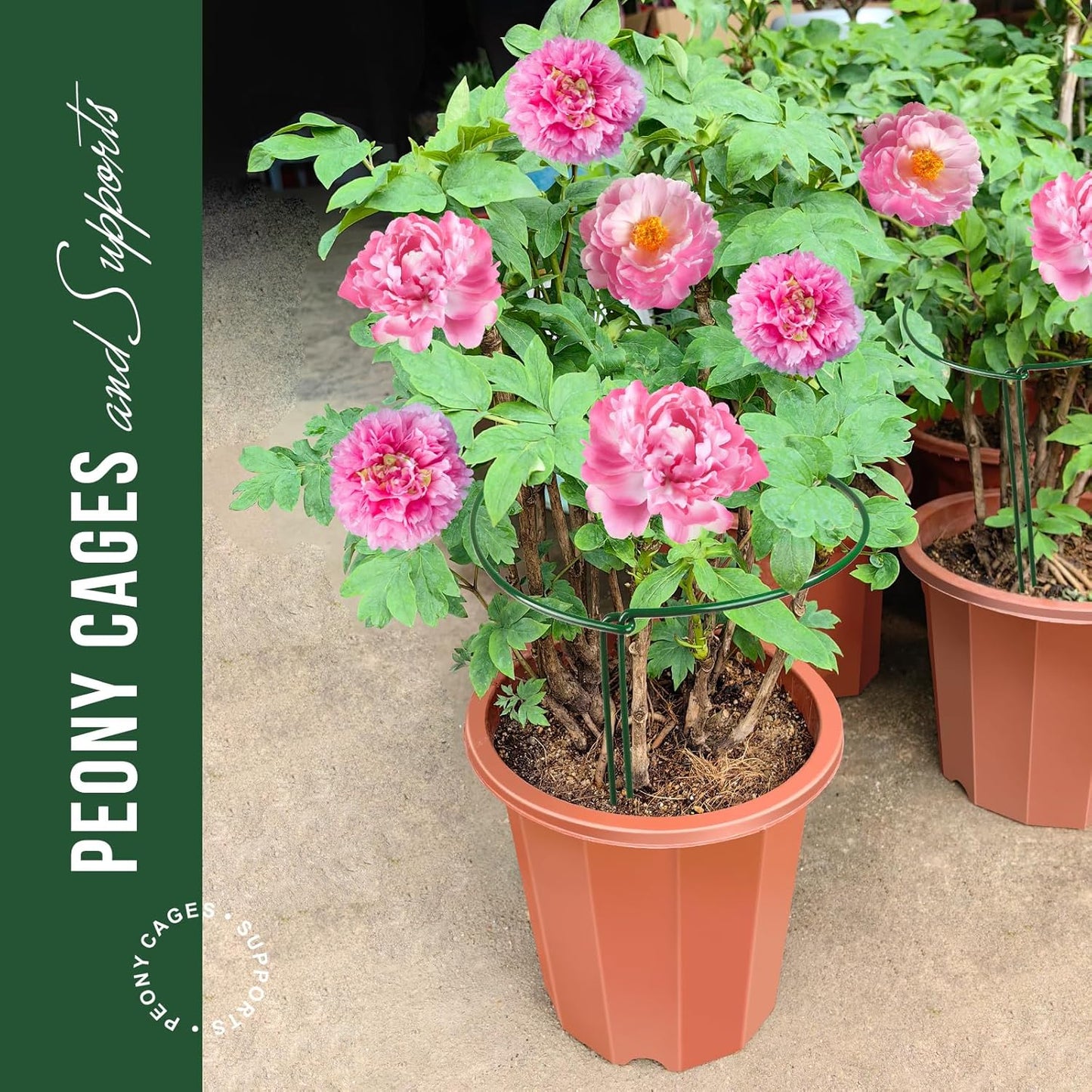LEOBRO Plant Support Plant Stakes, 12pcs Peony Cages and Supports, Metal Garden Stakes Plant Supports, Plant Support Stakes, for Peony, Tomato, Hydrangea, Indoor Outdoor Plants, 10" W x 24" H