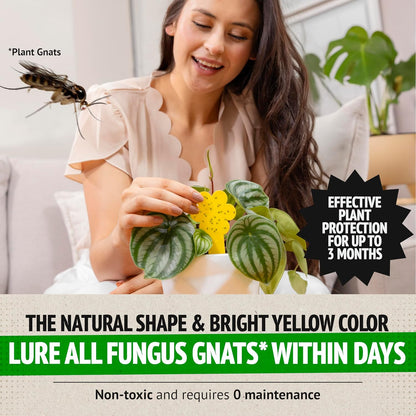 Super Ninja Fruit Fly Traps for Indoors - 4 Pack, Highly Effective Fruit Fly Catcher for Indoor Use for Home & Kitchen, Up to 3 Weeks of Performance per Bottle, Kid & Pet Friendly