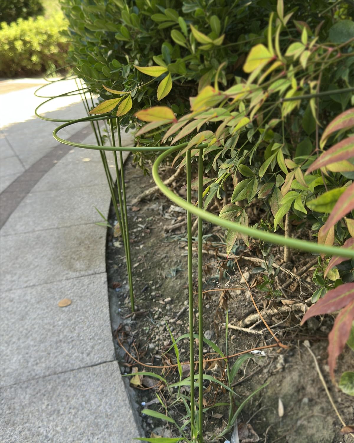 6-Packy Plant Support Stakes, Steel Stakes for Indoor Plants, Monstera & Peony Support, Tall Plant Sticks for Snake Plant, Climbing Vines (8" Wide x 14" High)