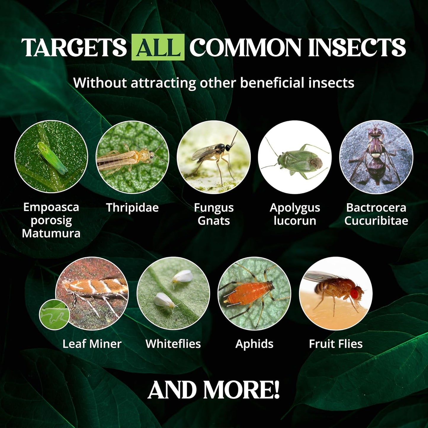 Catchmaster Dual Action Plant Labels 100 PK, Sticky Insect Trap Plant Stakes, for Live Plants Indoor Outdoor, Fruit Fly Trap, Glue Traps for Home, Farm, Garden, Hydroponics & Greenhouse, Pest Control