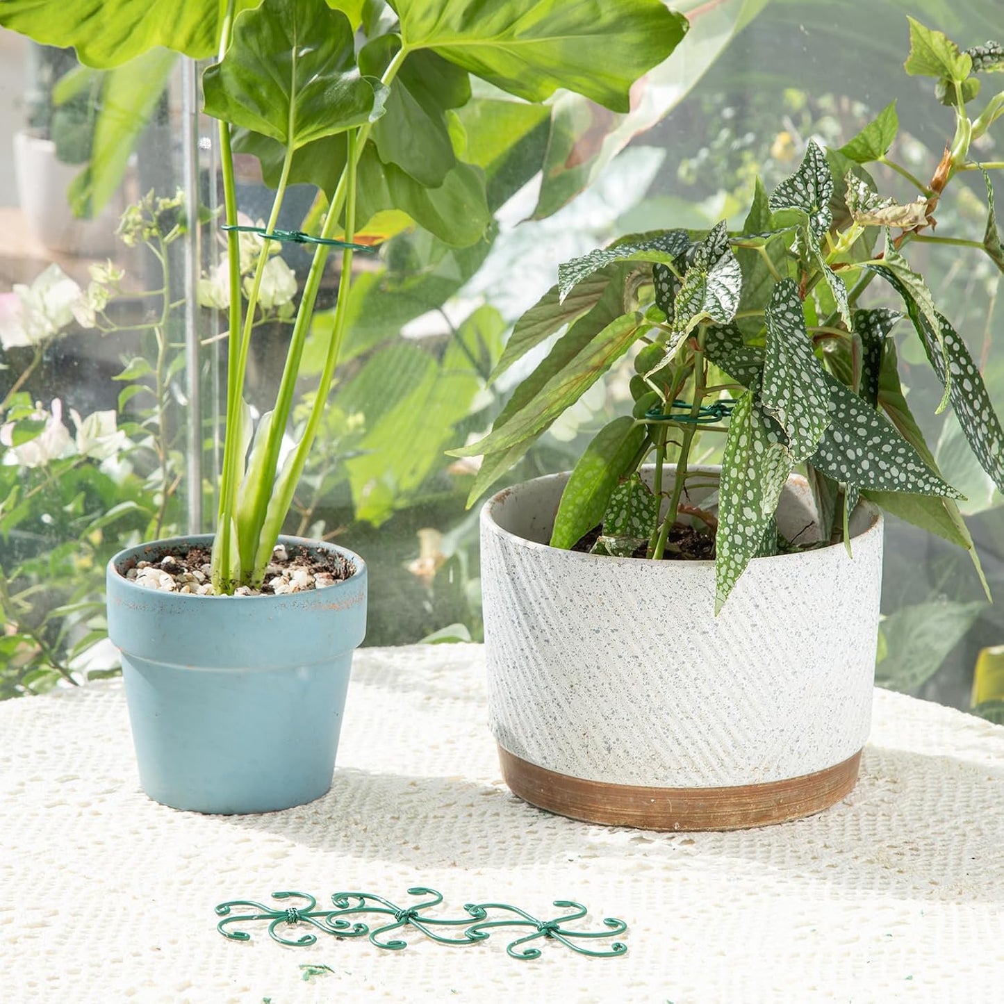 Yohsnor Monstera Plant Stem Support System - 5 Piece Set (5.5x4.7in) | Durable Plant Support Stakes for Climbing Plants & Fishbone Cactus | Ideal Leaf Stabilizer for Indoor Plants & Monstera Care