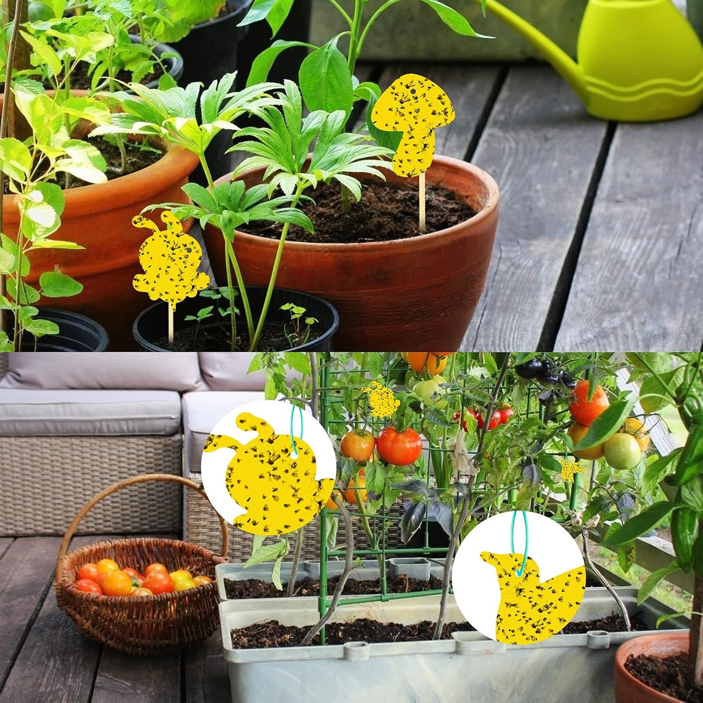 Yellow Sticky Fruit Fly Trap 54 Pack, Gnat Traps for Indoor House Plants | Catches Fungus Gnats, Fruit Fly, Whitefly, Aphid, Leaf Miner, No Harm & Odorless, Safe For Indoor Garden & Outdoor Plant Use