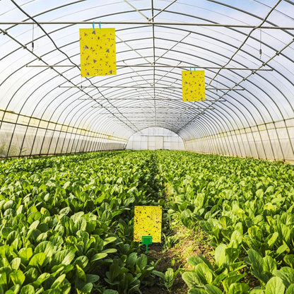 40 Pack Fungus Gnat Traps for House Indoor Yellow Sticky Traps for Gnats Sticky Traps for Plants, Dual-Sided Fungus Gnat Sticky Traps Fruit Fly Traps for Indoors