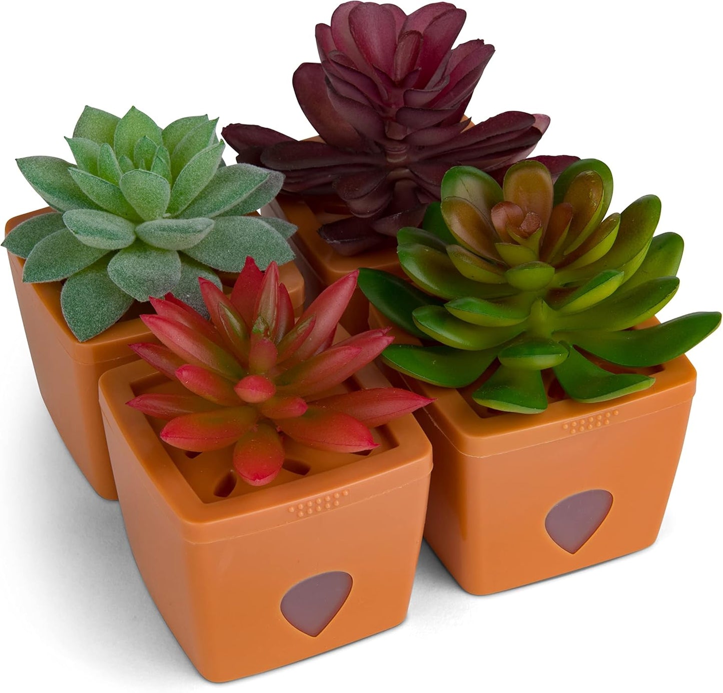 ZendoZones Succulent Fruit Fly Trap – Mellow Molly Design with Terracotta Base – Eco-Friendly Indoor Fruit Fly Control – Easy-to-Use Decorative Trap