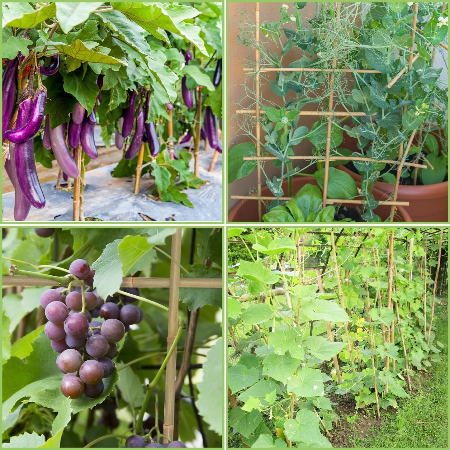 GAGINANG Plant Stakes Natural Garden Bamboo Sticks for Indoor and Outdoor, 20pcs for Tomatoes, Beans, Potted Plants - 18 inches