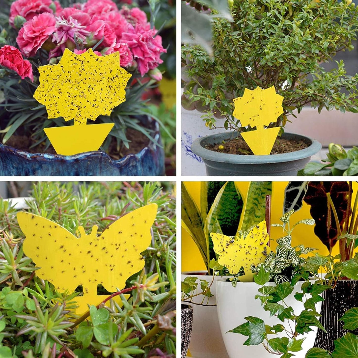 60 Pack Fruit Fly Traps Fungus Gnat Traps, Fruit Shape Yellow Sticky Bug Traps for Indoor Outdoor Plants, Dual-Sided Sticky Traps for Whiteflies, Aphids & Flying Insects
