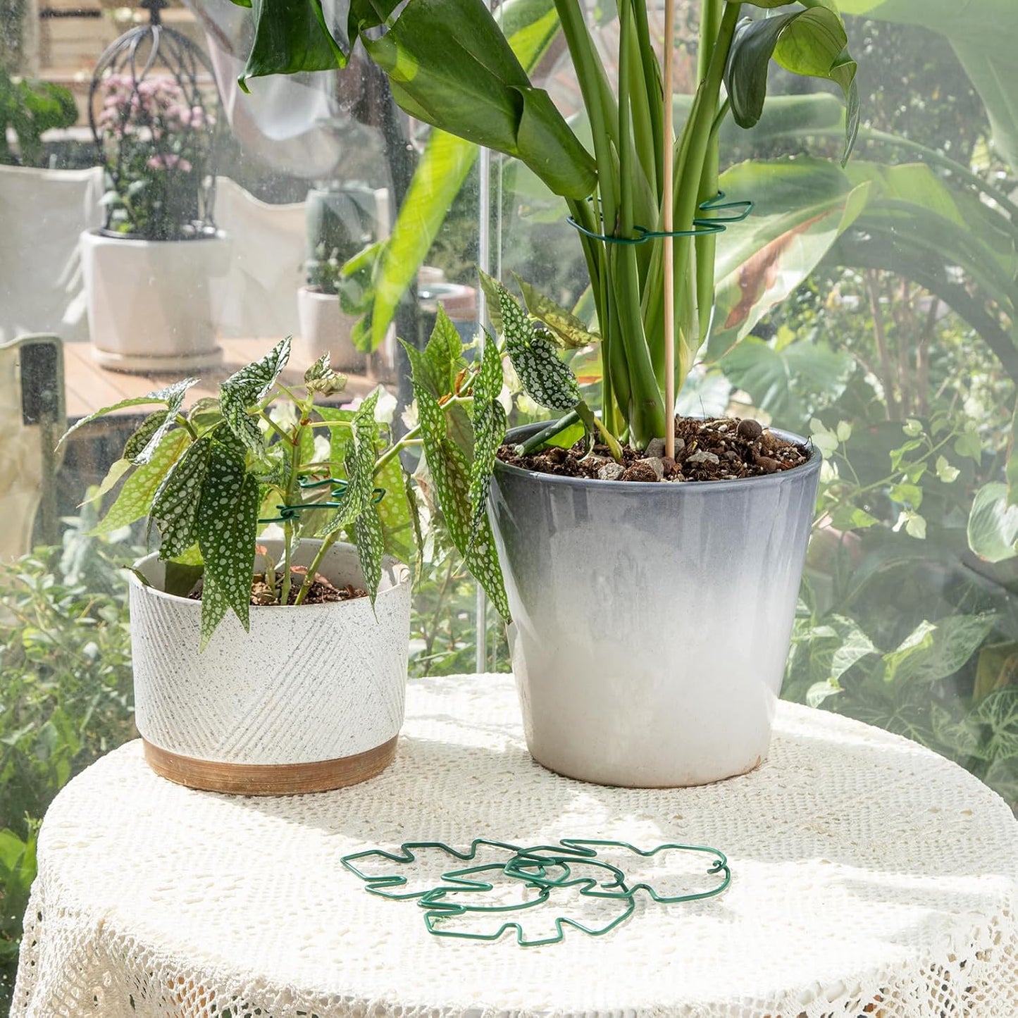 Yohsnor Monstera Plant Stem Support System - 5 Piece Set (5.5x4.7in) | Durable Plant Support Stakes for Climbing Plants & Fishbone Cactus | Ideal Leaf Stabilizer for Indoor Plants & Monstera Care
